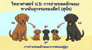 การถ่ายทอดลักษณะทางพันธุกรรมของสิ่งมีชีวิต