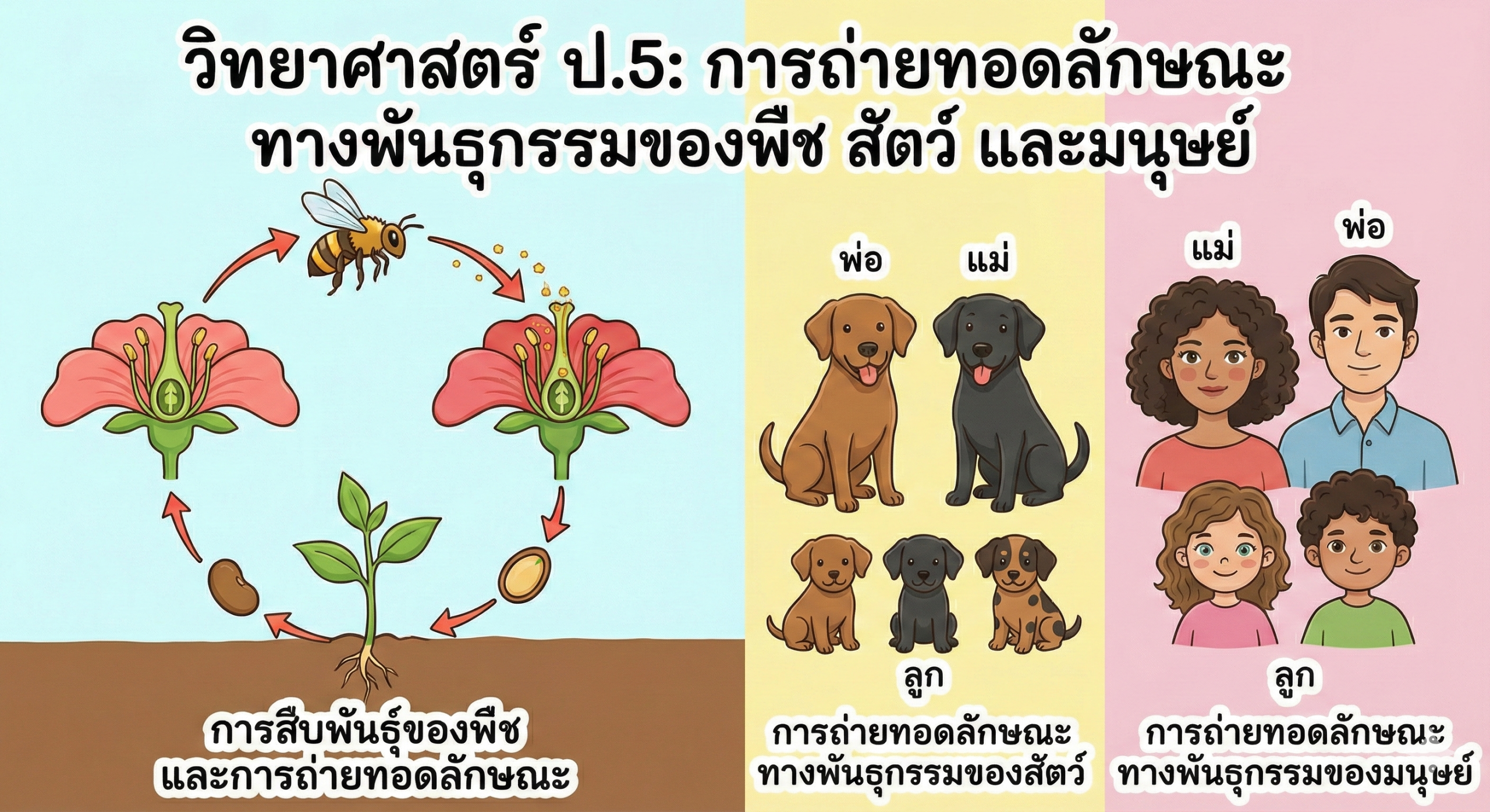 สื่อ การถ่ายทอดลักษณะทางพันธุกรรม